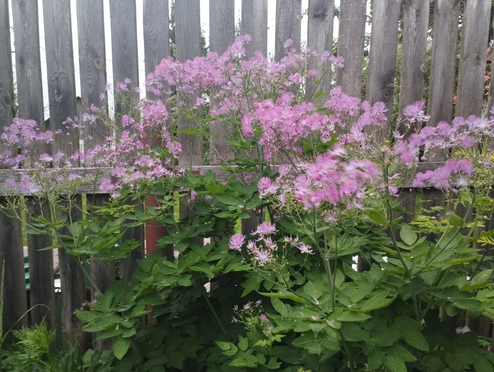 Василистник Black stockings (Водосборолистный)