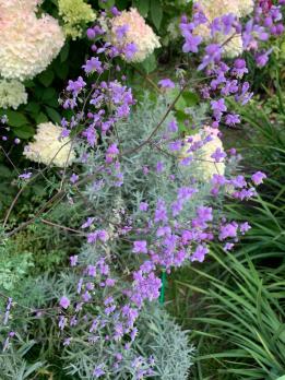 Василистник Dipterocarpum (Делавея)