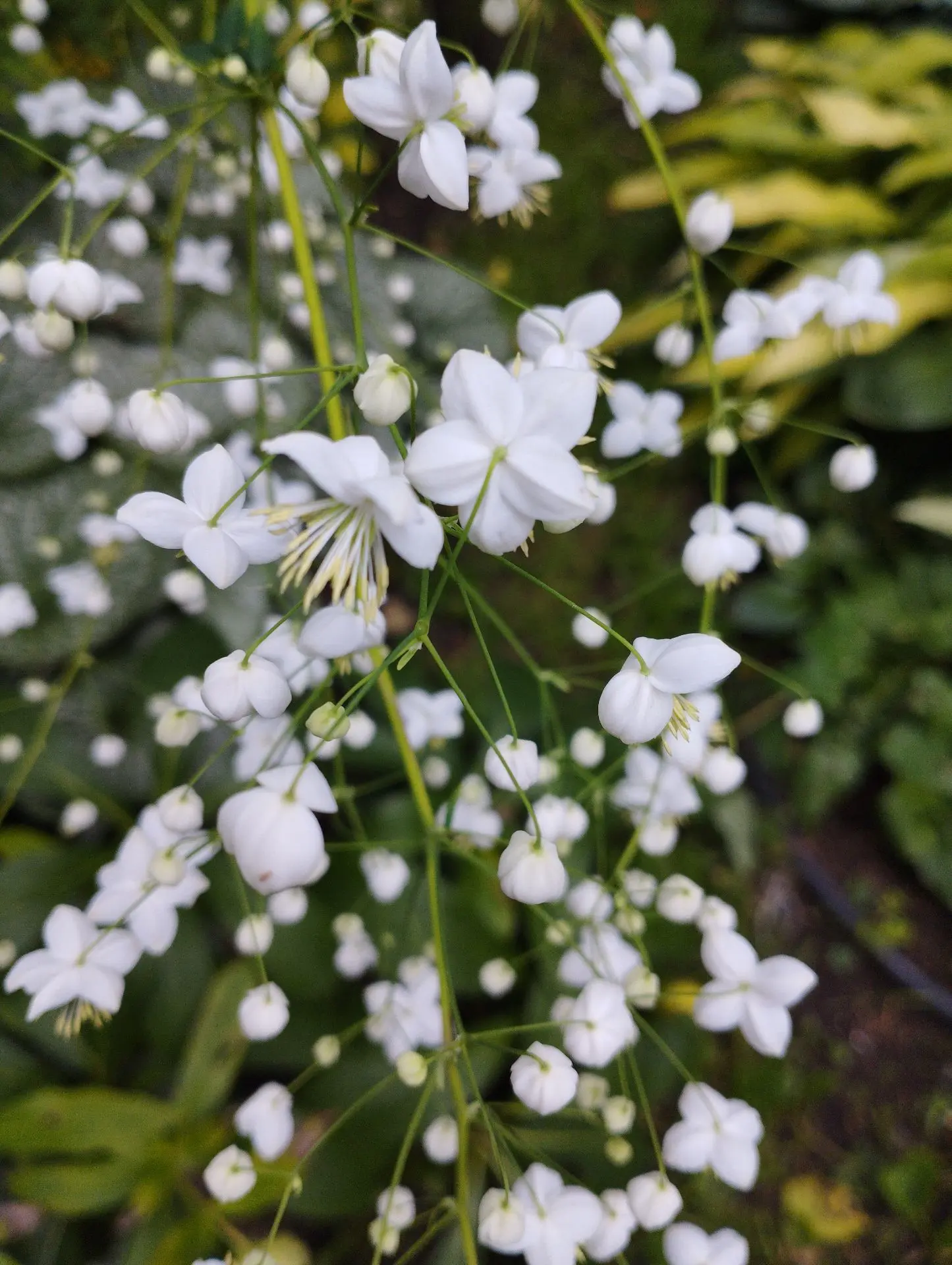 Василистник Splendide white (Делавея)
