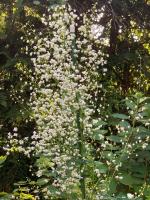 Василистник Splendide white (Делавея)