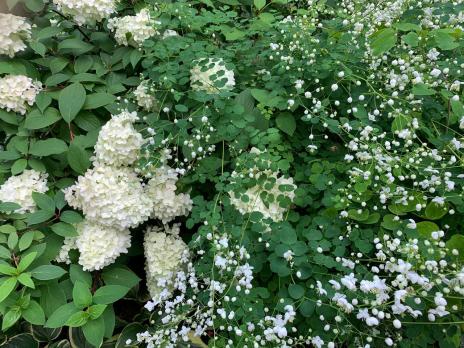 Василистник Splendide white (Делавея)