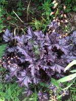 Гейхера Blackberry jam