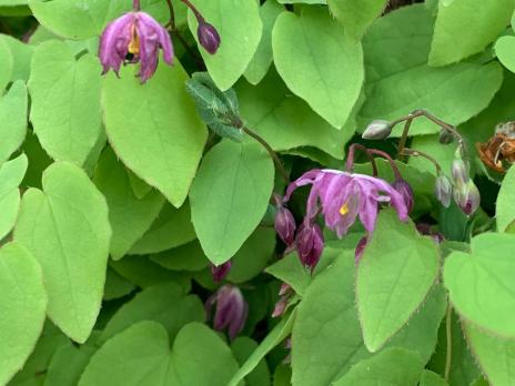 Горянка Benikujaku