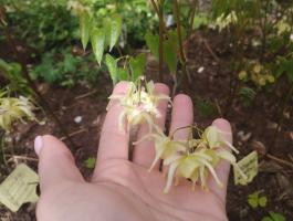 Горянка Harold epshtein