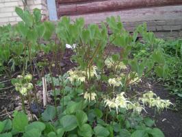 Горянка Harold epshtein