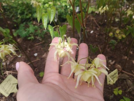 Горянка Harold epshtein