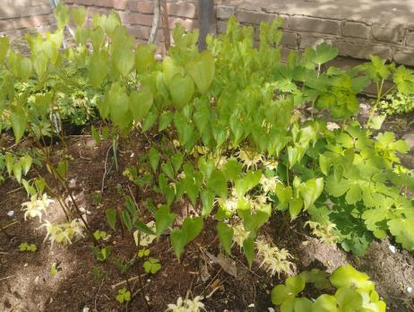 Горянка Harold epshtein