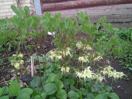 Горянка Harold epshtein