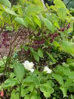 Горянка Kodai murasaki