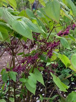 Горянка Kodai murasaki