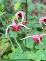 Горянка Pink champagne