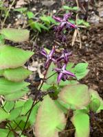 Горянка Purple prince