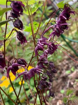 Горянка Purple prince