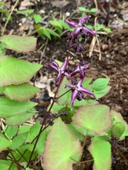 Горянка Purple prince