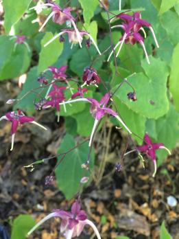 Горянка Red maximum