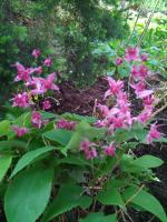 Горянка Royal purple