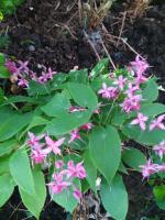 Горянка Royal purple