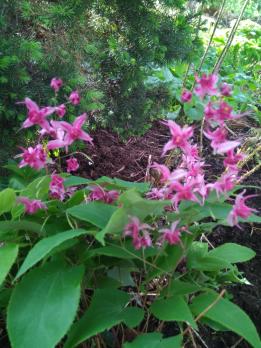 Горянка Royal purple