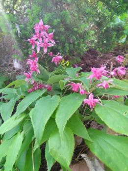 Горянка Royal purple