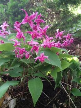 Горянка Royal purple