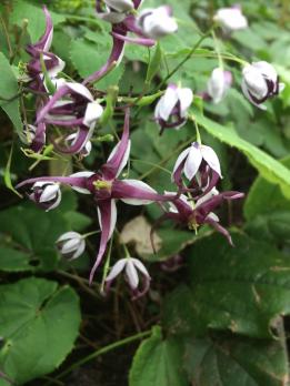 Горянка Simplicifolium Сс 031207