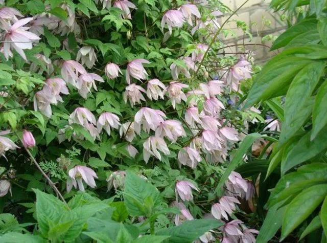 Княжик Pink Flamingo