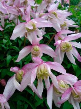 Княжик Pink Flamingo