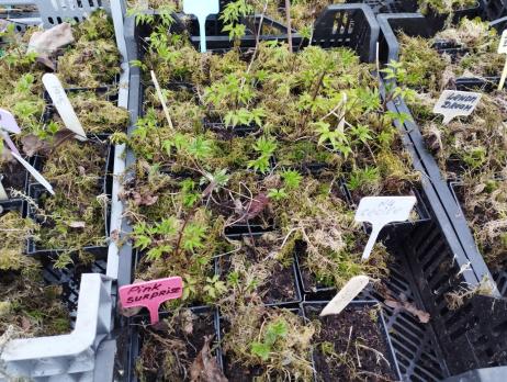 Княжик Pink Flamingo