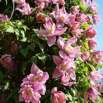 Княжик Markham's Pinк