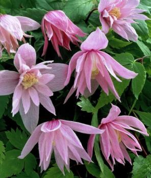 Княжик Markham's Pinк