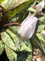 Кандык Snow Flake (Европейский)