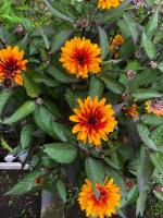 Гелиопсис Burning Hearts