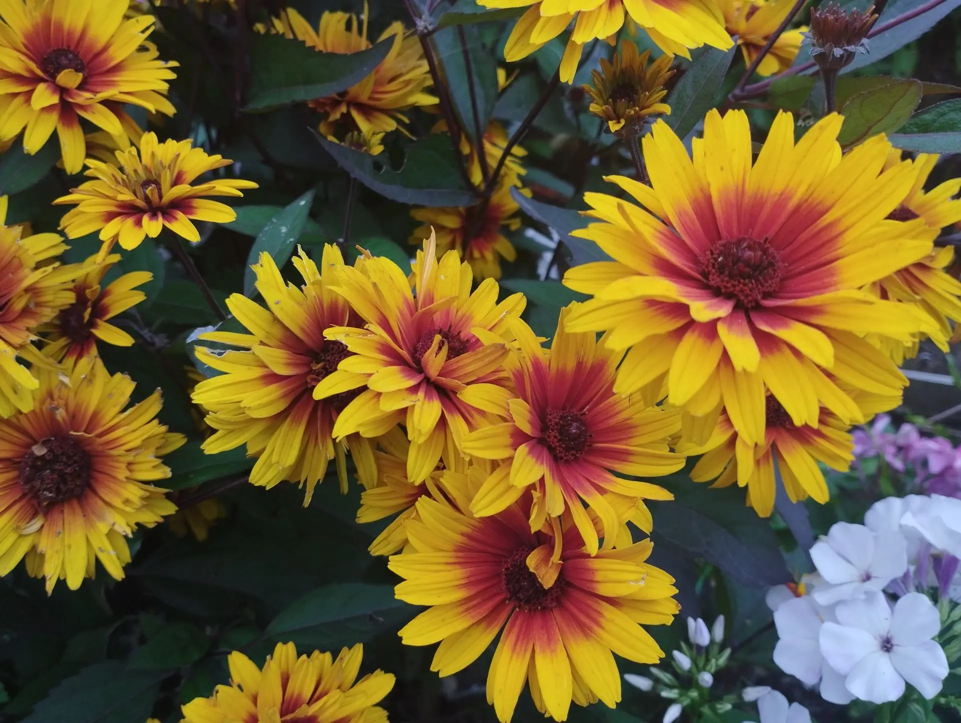 Гелиопсис Burning Hearts