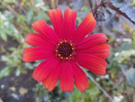 Гелиопсис Fire Twister