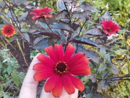 Гелиопсис Fire Twister