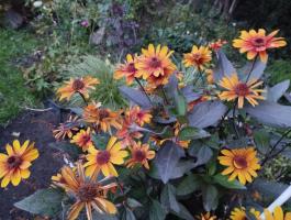 Гелиопсис Fire Twister