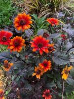 Гелиопсис Fire Twister