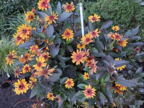 Гелиопсис Fire Twister