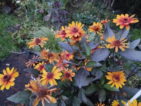 Гелиопсис Fire Twister