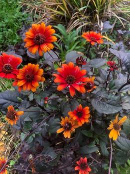 Гелиопсис Fire Twister