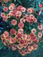 Гелениум Bandera