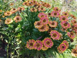 Гелениум Bandera