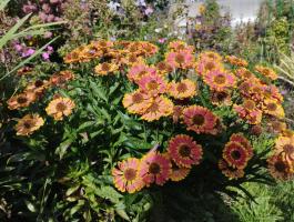 Гелениум Bandera