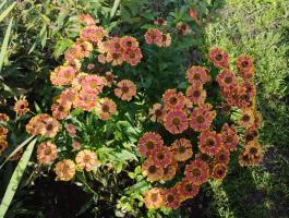 Гелениум Bandera