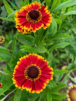 Гелениум Bandera