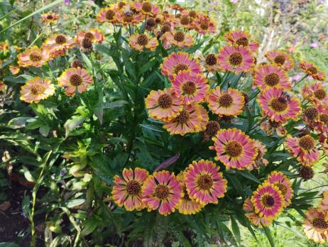 Гелениум Bandera