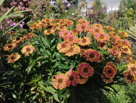 Гелениум Bandera