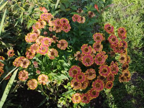 Гелениум Bandera