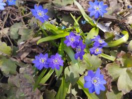 Печеночница Вечерний звон (Transsilvanica)