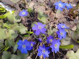 Печеночница Вечерний звон (Transsilvanica)